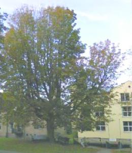 ECLI_NL_RBGEL_2019_8-6-01